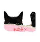 ユルユルにゃんこたん（個別スタンプ：6）