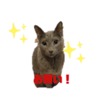 ユルユルにゃんこたん（個別スタンプ：9）