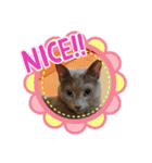 ユルユルにゃんこたん（個別スタンプ：11）