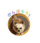 ゆりんかのチワわんこ5（個別スタンプ：6）