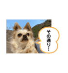 ゆりんかのチワわんこ5（個別スタンプ：7）