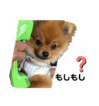 ぽんぴぃ2（個別スタンプ：3）