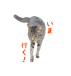 にゃ～達3（個別スタンプ：2）