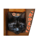 にゃ～達3（個別スタンプ：3）