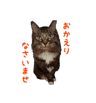 にゃ～達3（個別スタンプ：4）