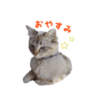 にゃ～達3（個別スタンプ：5）