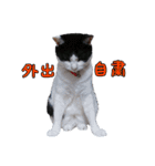 にゃ～達3（個別スタンプ：6）