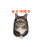 にゃ～達3（個別スタンプ：7）