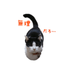 にゃ～達3（個別スタンプ：8）