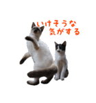 にゃ～達3（個別スタンプ：9）