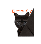 にゃ～達3（個別スタンプ：11）