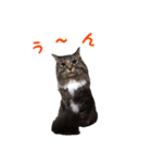 にゃ～達3（個別スタンプ：13）