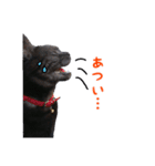 にゃ～達3（個別スタンプ：14）