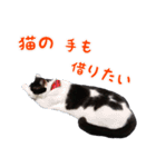 にゃ～達3（個別スタンプ：17）