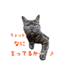 にゃ～達3（個別スタンプ：18）