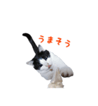 にゃ～達3（個別スタンプ：20）