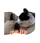 にゃ～達3（個別スタンプ：24）