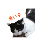 にゃ～達3（個別スタンプ：25）