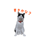 にゃ～達3（個別スタンプ：26）