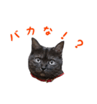 にゃ～達3（個別スタンプ：27）