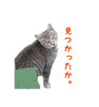 にゃ～達3（個別スタンプ：28）