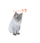 にゃ～達3（個別スタンプ：30）
