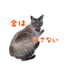 にゃ～達3（個別スタンプ：31）