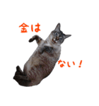 にゃ～達3（個別スタンプ：32）