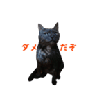 にゃ～達3（個別スタンプ：33）