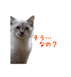 にゃ～達3（個別スタンプ：34）