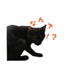 にゃ～達3（個別スタンプ：35）