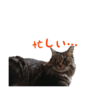 にゃ～達3（個別スタンプ：36）