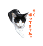 にゃ～達3（個別スタンプ：37）