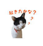 にゃ～達3（個別スタンプ：38）