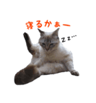 にゃ～達3（個別スタンプ：39）