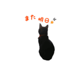 にゃ～達3（個別スタンプ：40）