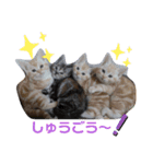 猫ニャン日常スタンプ2（個別スタンプ：1）