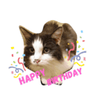 猫ニャン日常スタンプ2（個別スタンプ：2）
