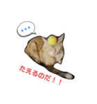 猫ニャン日常スタンプ2（個別スタンプ：3）