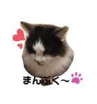 猫ニャン日常スタンプ2（個別スタンプ：5）