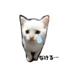 猫ニャン日常スタンプ2（個別スタンプ：6）