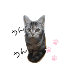 猫ニャン日常スタンプ2（個別スタンプ：7）