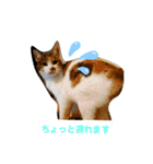 猫ニャン日常スタンプ2（個別スタンプ：11）
