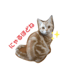 猫ニャン日常スタンプ2（個別スタンプ：12）