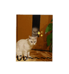 猫ニャン日常スタンプ2（個別スタンプ：15）