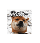 柴犬の楓太朗 03（個別スタンプ：25）