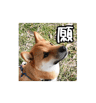 柴犬の楓太朗 03（個別スタンプ：40）
