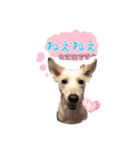 みるくちゃん♡（個別スタンプ：3）