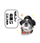 ぽっちゃりシーズーえむくん①（個別スタンプ：1）
