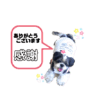 ぽっちゃりシーズーえむくん①（個別スタンプ：3）